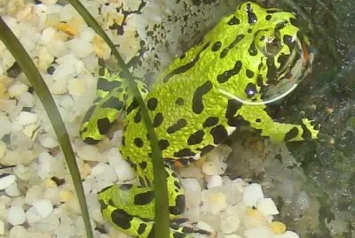 Bombina orientalis jigsaw puzzle