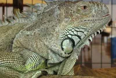 l 'iguane vert