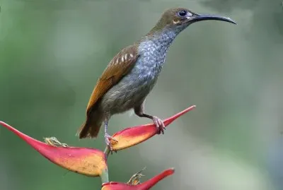 Mangiaragni faccianuda jigsaw puzzle