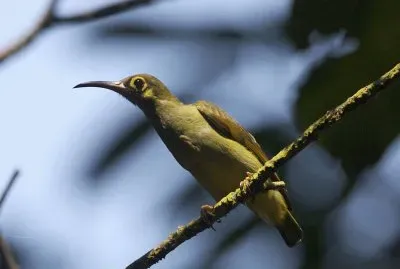 Mangiaragni orecchiegialle jigsaw puzzle