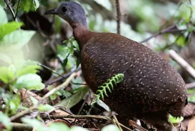 Tinamo di bonaparte jigsaw puzzle