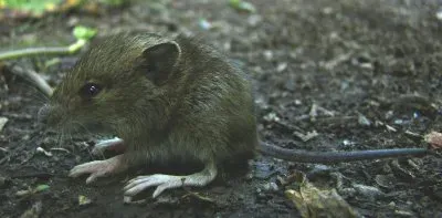 le campagnol roussÃ¢tre