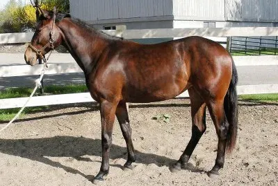 American warmblood