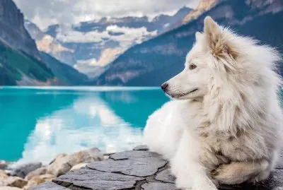 wolf white
