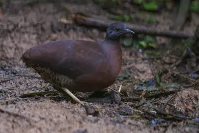 Tinamo bruno jigsaw puzzle