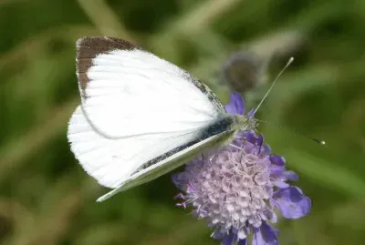 Pieris brassicae