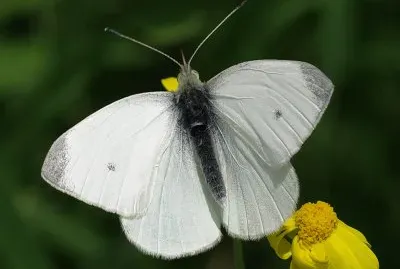 Pieris rapae