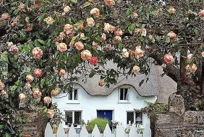 flores