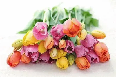 פאזל של flores