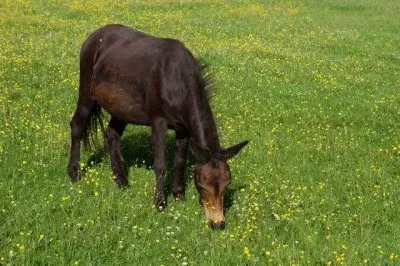 Gallowai jigsaw puzzle