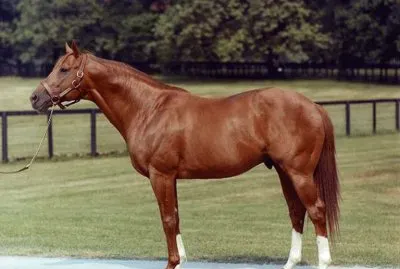 American toroughbred