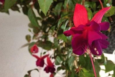 flores jigsaw puzzle