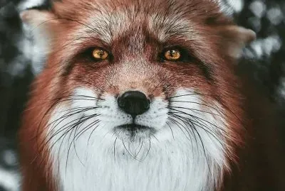 raposa jigsaw puzzle