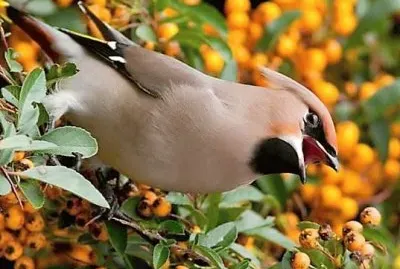 natural jigsaw puzzle