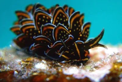 פאזל של natural