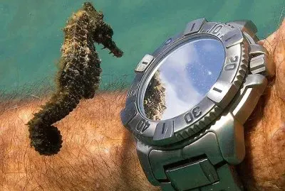 פאזל של interessante