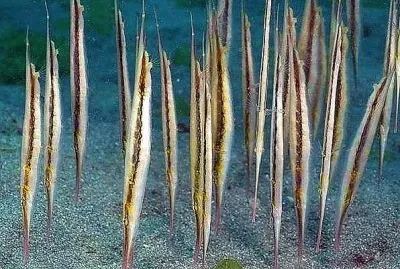 natural -peixes