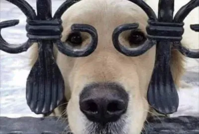 CÃ£o do Zorro.