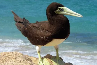 Sula fosca jigsaw puzzle