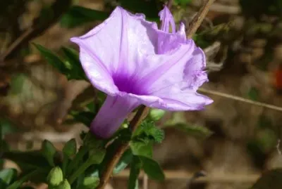 פאזל של Patate douce