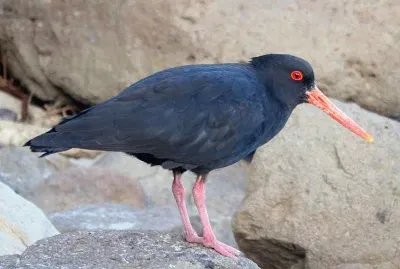 Beccaccia di mare variabile jigsaw puzzle