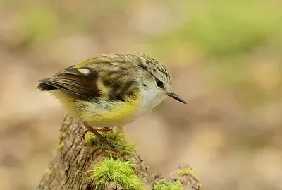 Fuciliere jigsaw puzzle