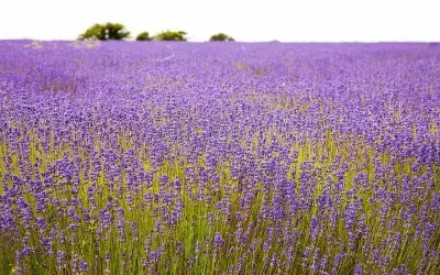 flores