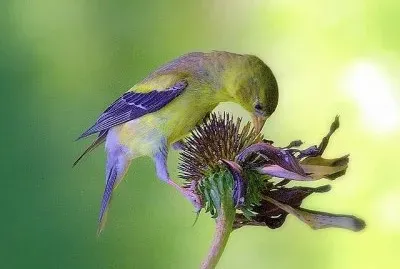 natural jigsaw puzzle