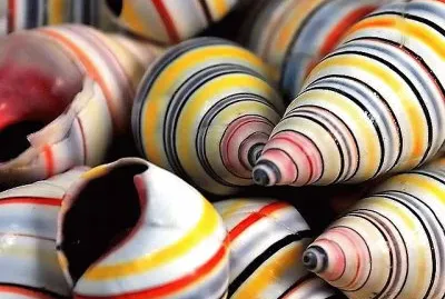 פאזל של natural