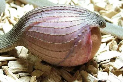 פאזל של natural