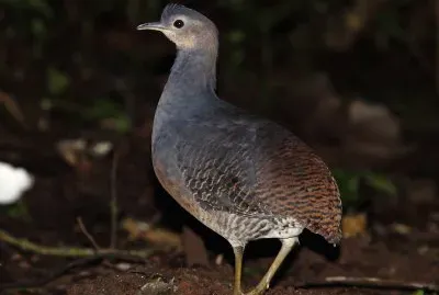 Tinamo zampegialle jigsaw puzzle