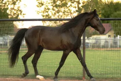 Missuori fox trotter