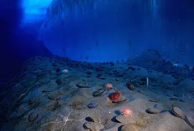 Adamussium colbecki