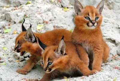 natural jigsaw puzzle