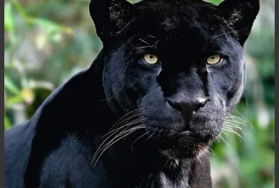 PANTERA jigsaw puzzle