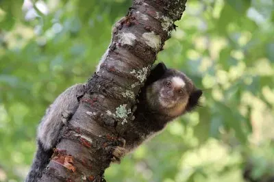 Uistiti dai pennacchi neri jigsaw puzzle