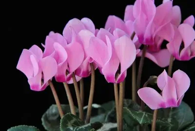 Cyclamen