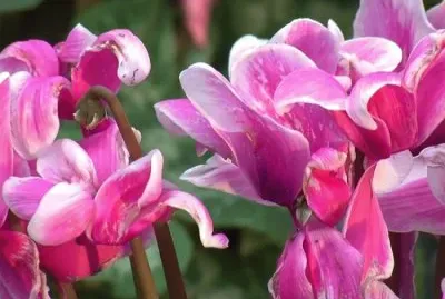 פאזל של Cyclamen