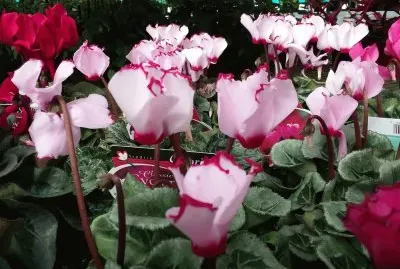 Cyclamen