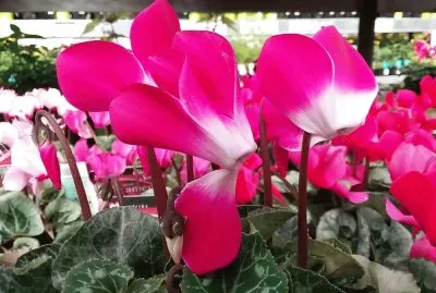 Cyclamen