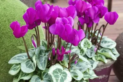 Cyclamen