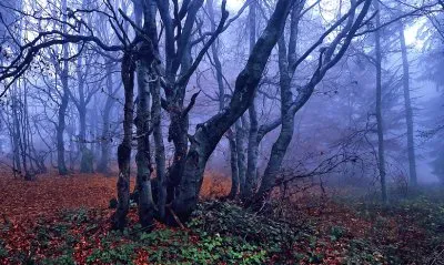 פאזל של Faias de Outono