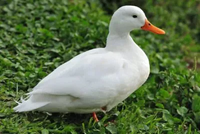 Duck