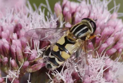 l 'hÃ©lophile Ã  bandes grises