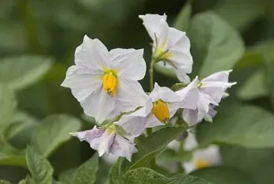 Fleurs de pommes de terre jigsaw puzzle