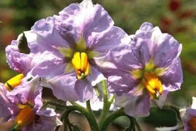 Fleurs de pommes de terre