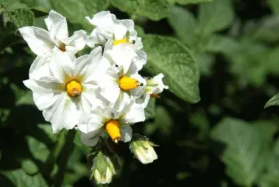 Fleurs de pommes de terre jigsaw puzzle