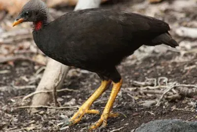 Megapodio della micronesia