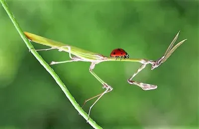 natural jigsaw puzzle
