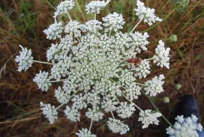 Fleur de carotte sauvage